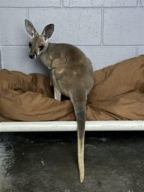 Kangaroo injured after jumping from car on Kansas interstate